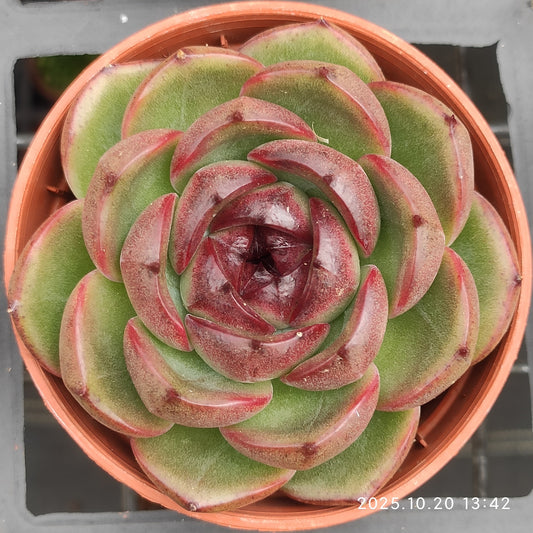 15494 Echeveria Black Rose Hyb (9cm pot size)