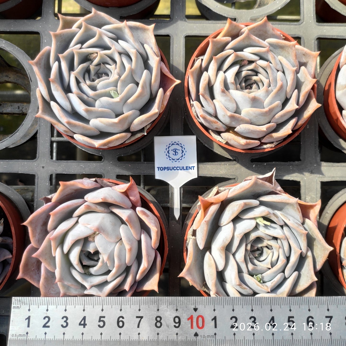 19203 Echeveria Lucina (9cm pot size)
