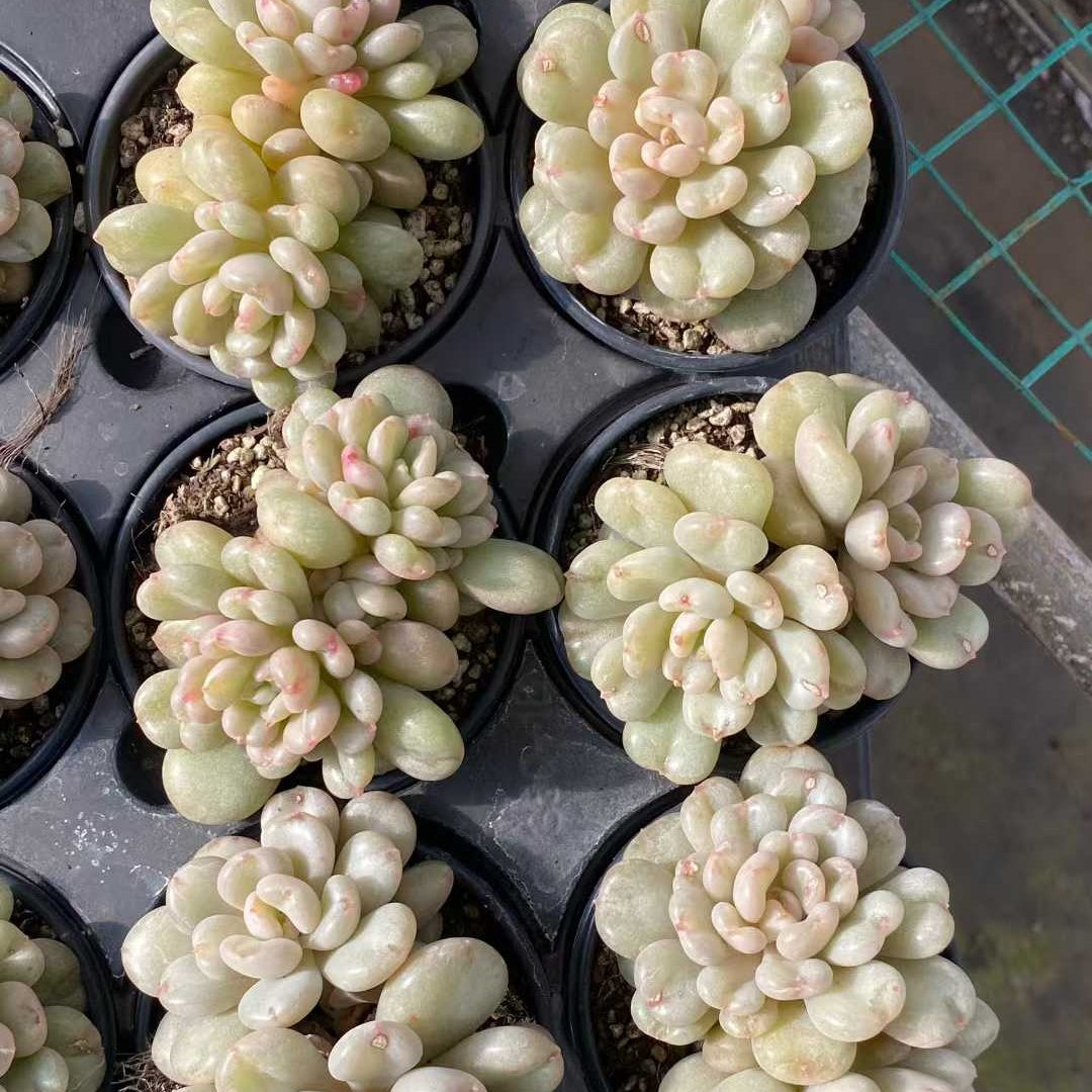 24797 Echeveria Bayi (9cm pot size)