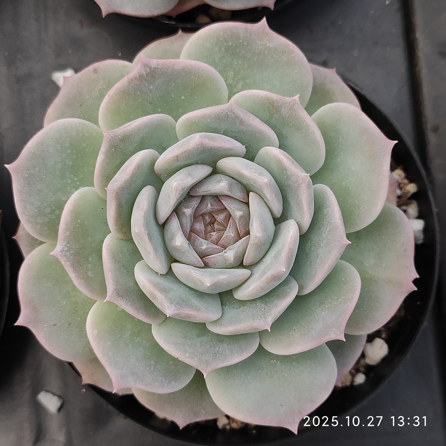 21786 Echeveria Pure Love (9cm pot size)