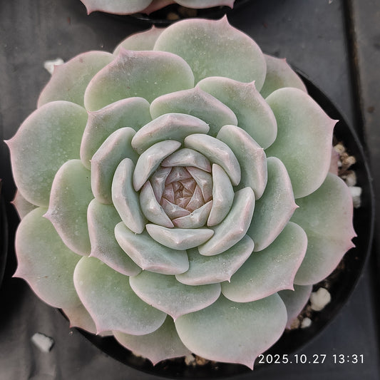 21786 Echeveria Pure Love (9cm pot size)