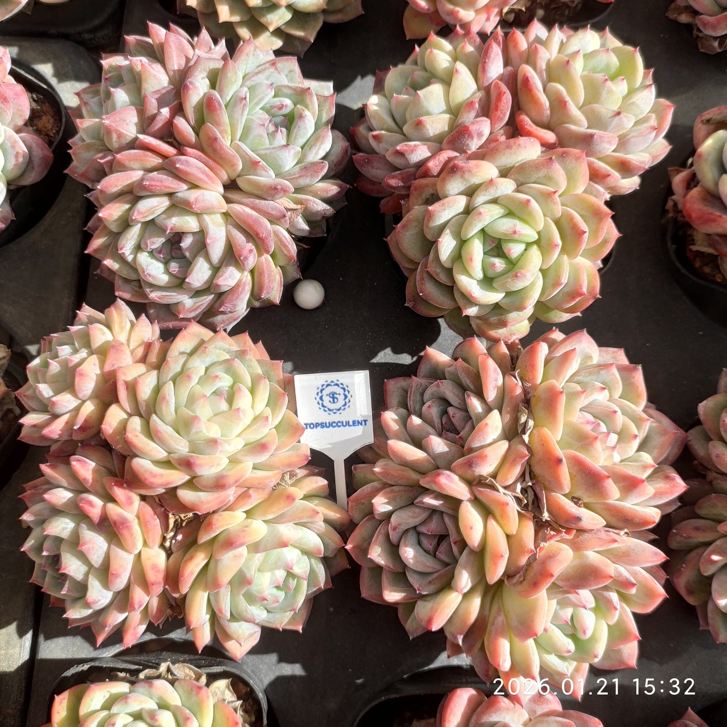 25143 Echeveria Pink Monroe (7cm pot size)