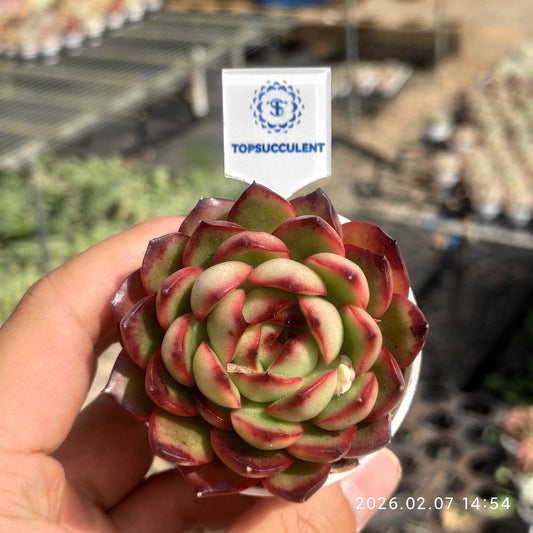 3009 Echeveria Red Moran (5.5cm pot size)