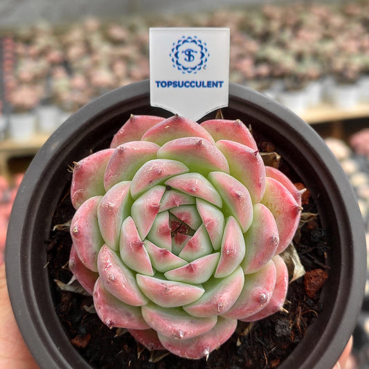19083 Echeveria Chihuahuaensis (9cm pot size)