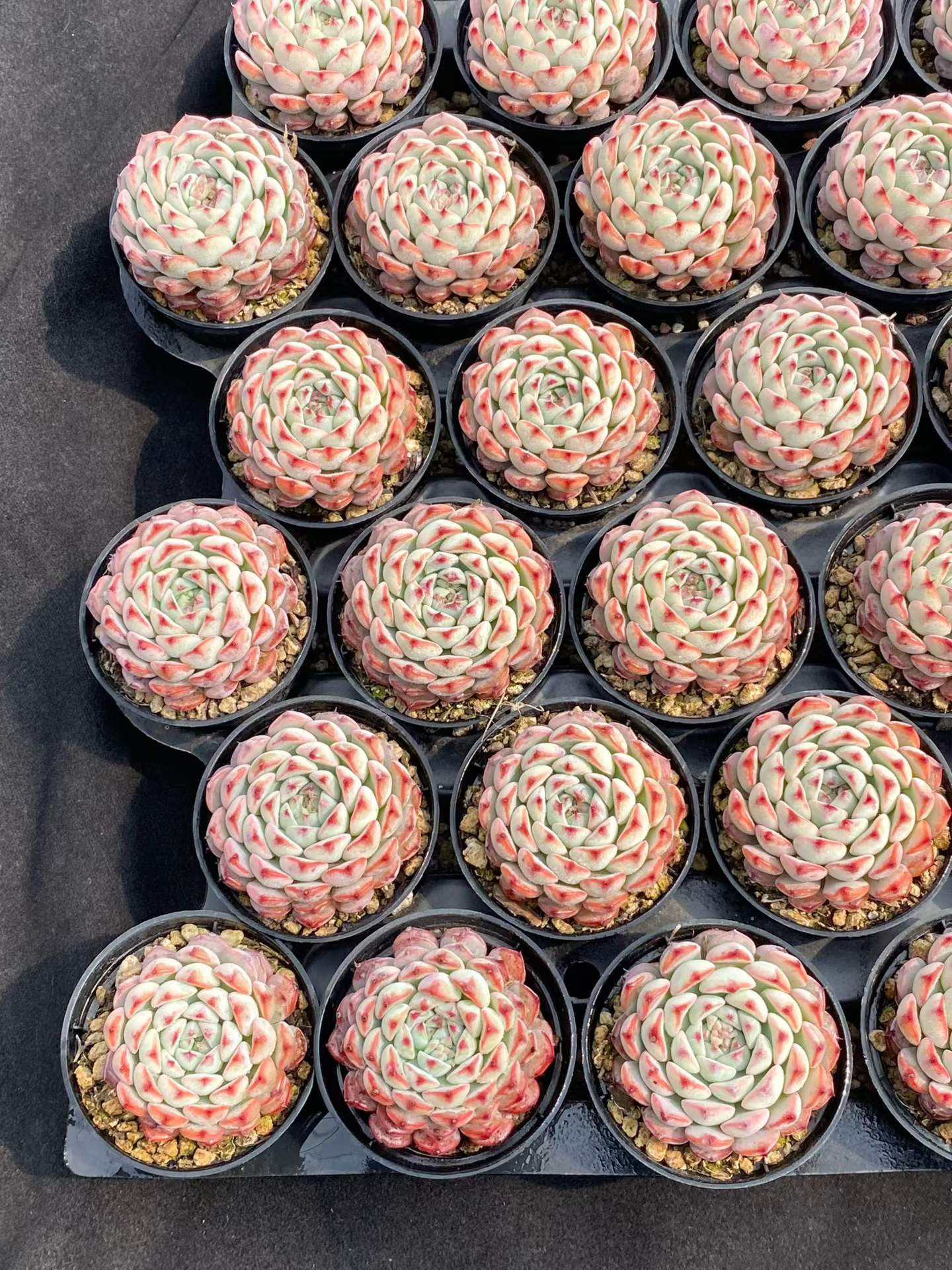 10337 Echeveria Blue Minima (5.5cm pot size)