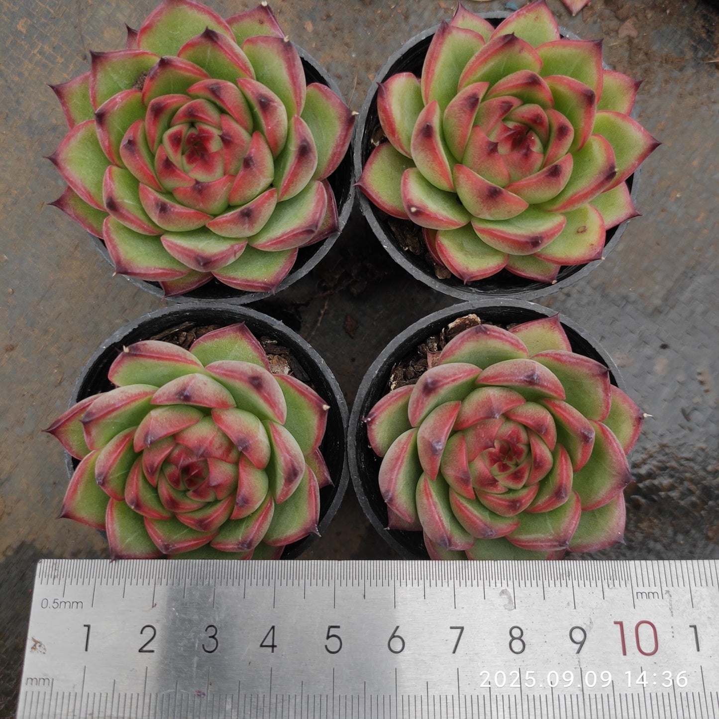 MMT379 Echeveria Moon Stone(5.5cm pot size)