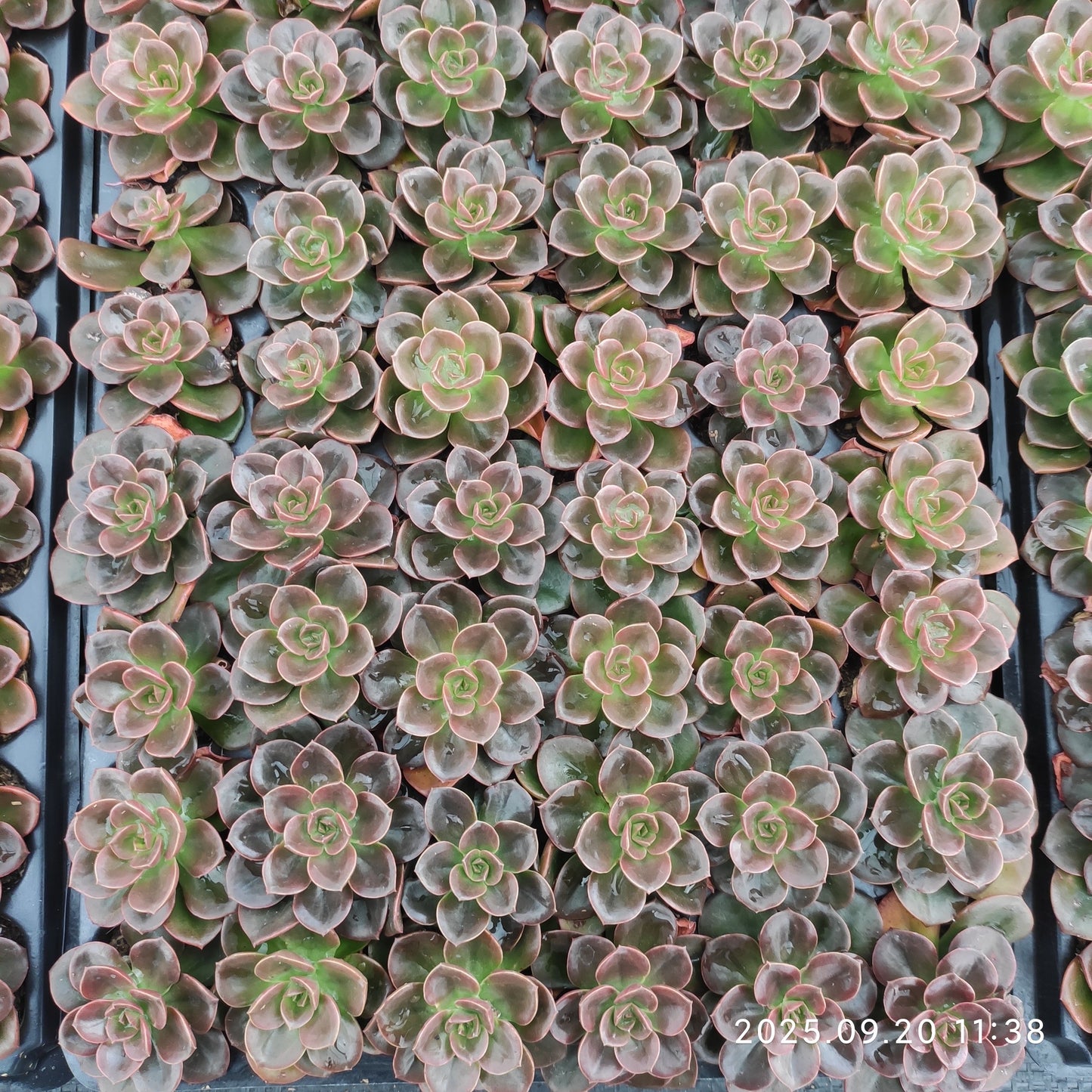 16948 Echeveria Chocolate (3cm pot size)