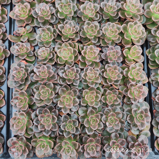 16948 Echeveria Chocolate (3cm pot size)