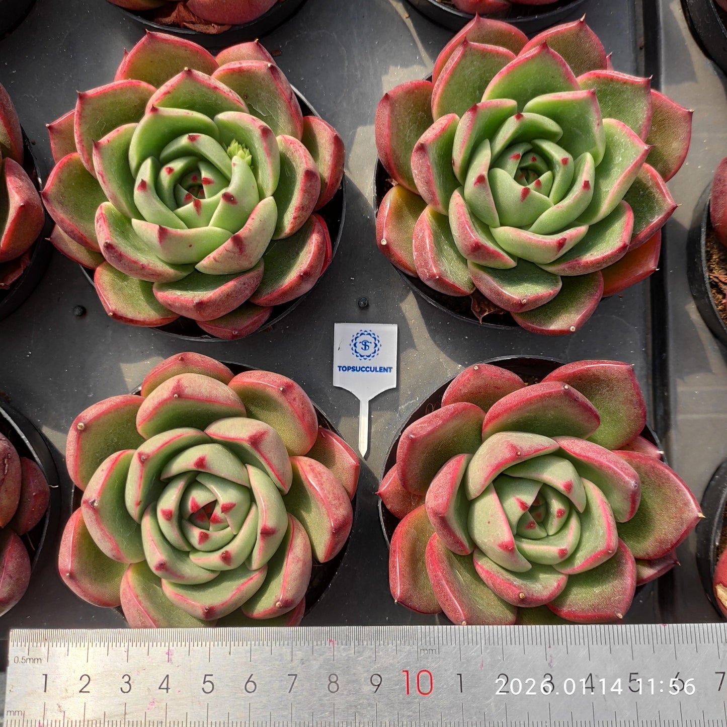 22462 Echeveria Red Bull (9cm pot size)