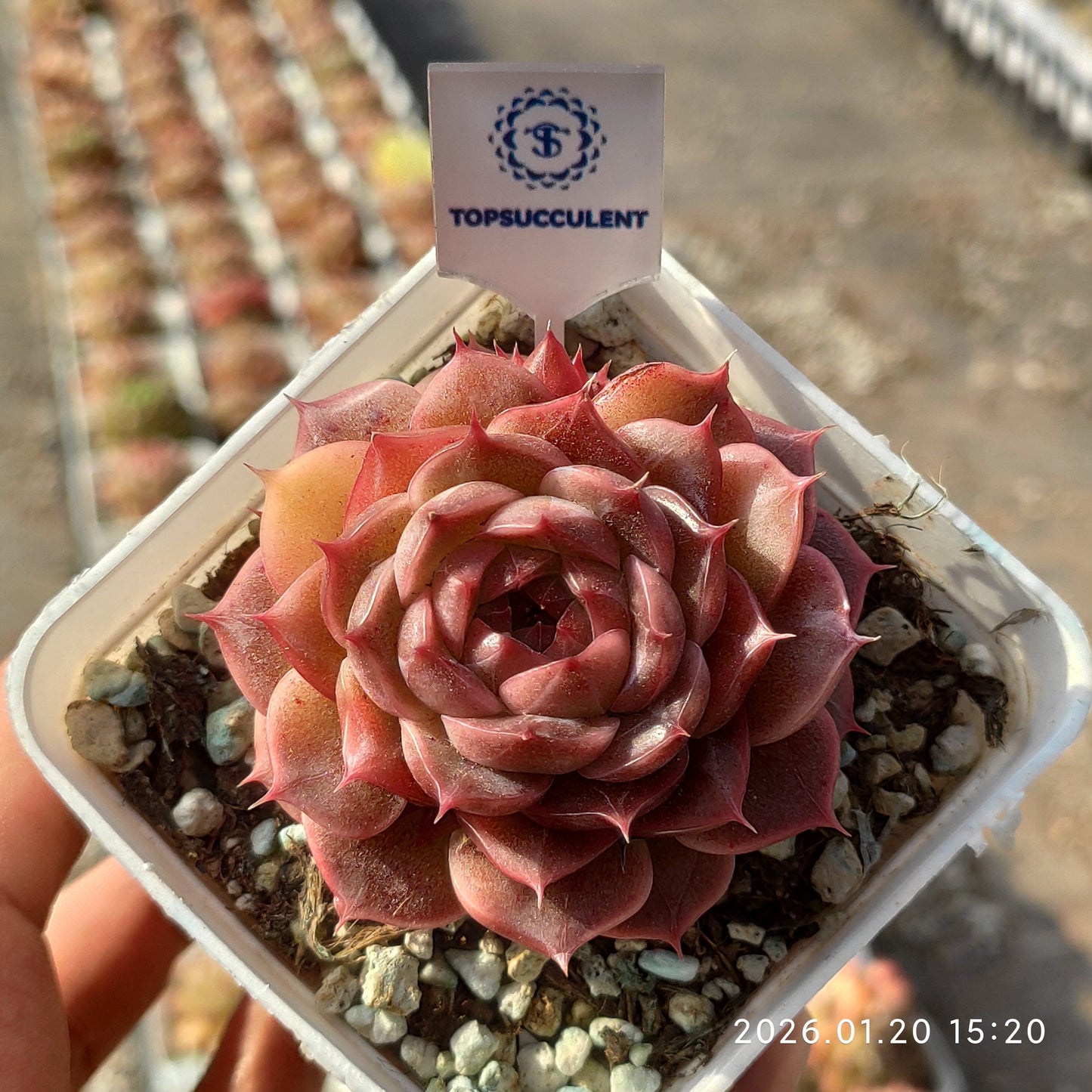 24904 Echeveria Nacria (7cm pot size)