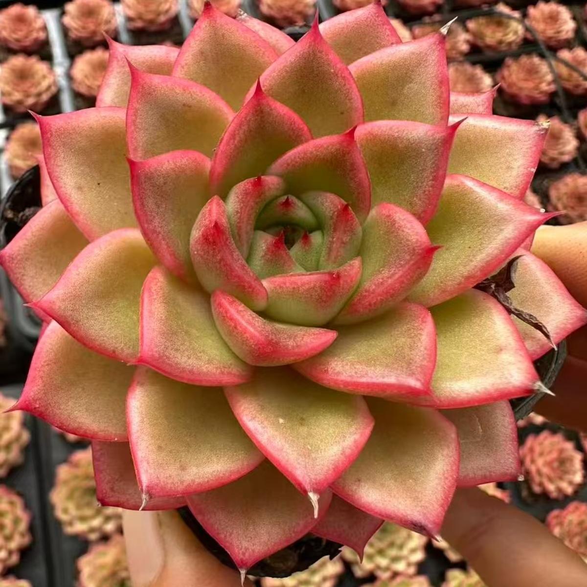 21983 Echeveria Vibrant Orange (6cm pot size)