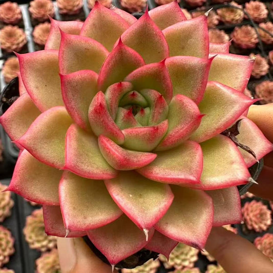 21983 Echeveria Vibrant Orange (6cm pot size)