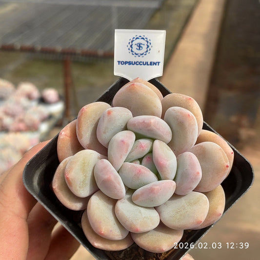 25649 Echeveria Orange Monroe (7cm pot size)