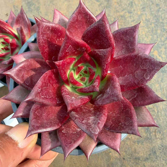 24060 Echeveria Roca (11cm pot size)