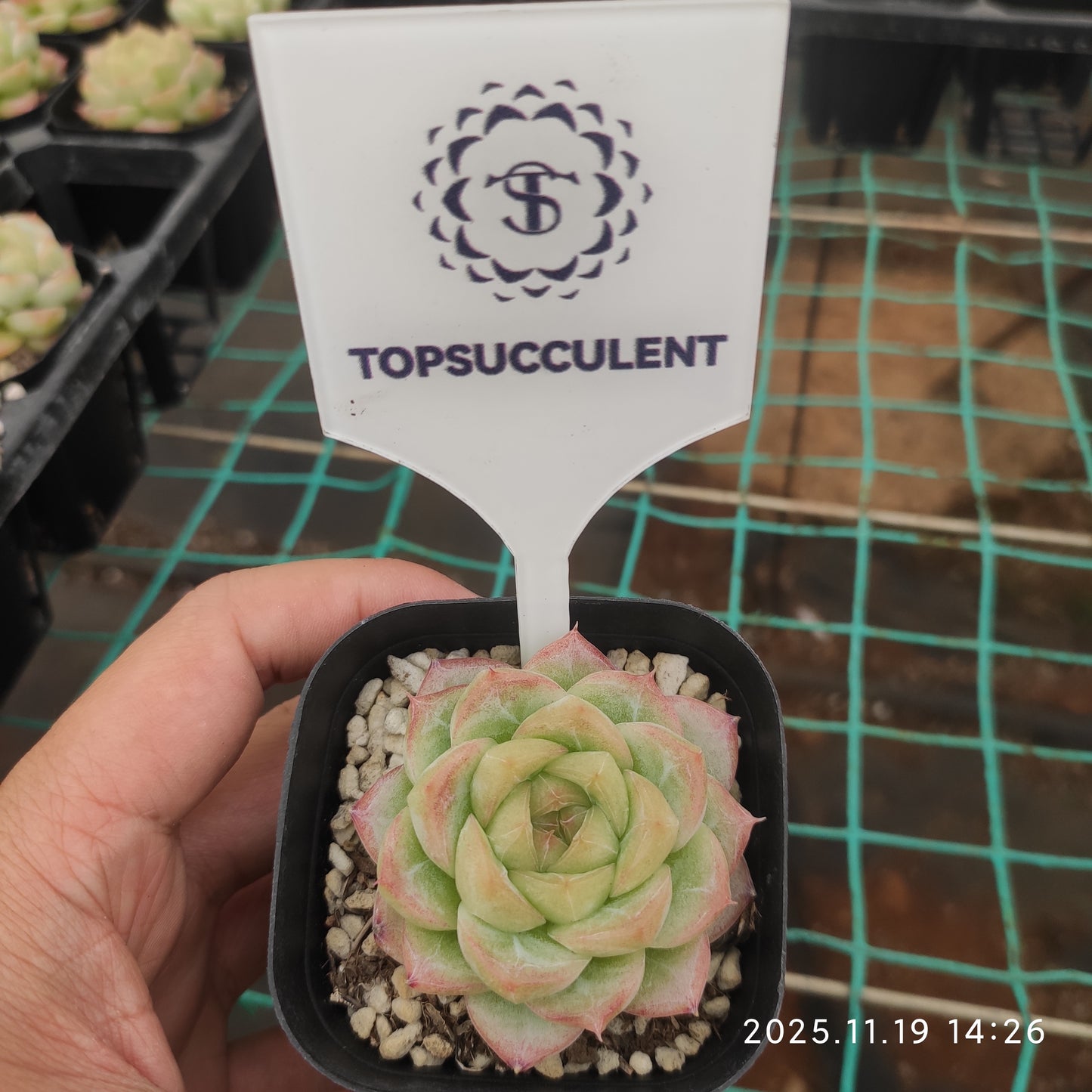 19670 Echeveria Malgan Hyb (6.3cm pot size)