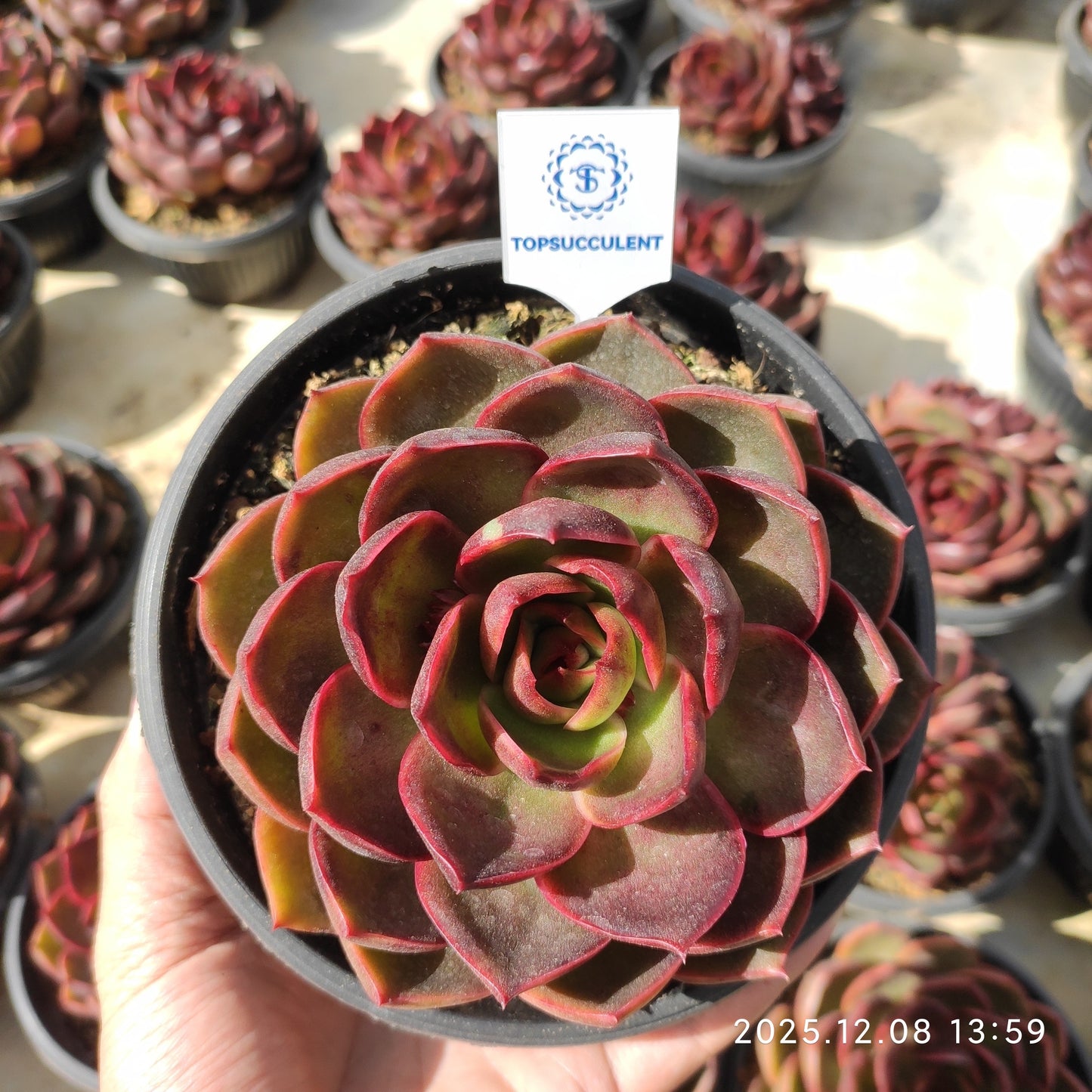 21956 Echeveria Traffic Light (16cm pot size)