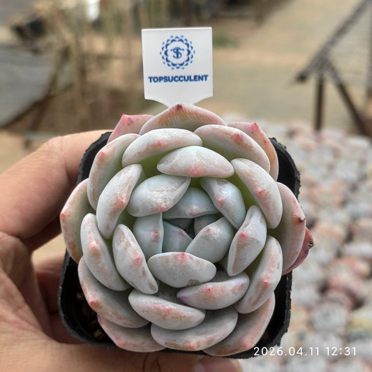 25636 Echeveria Orange Monroe (7cm pot size)