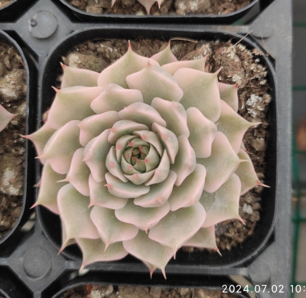 MMY457 Echeveria Magarette Variegated