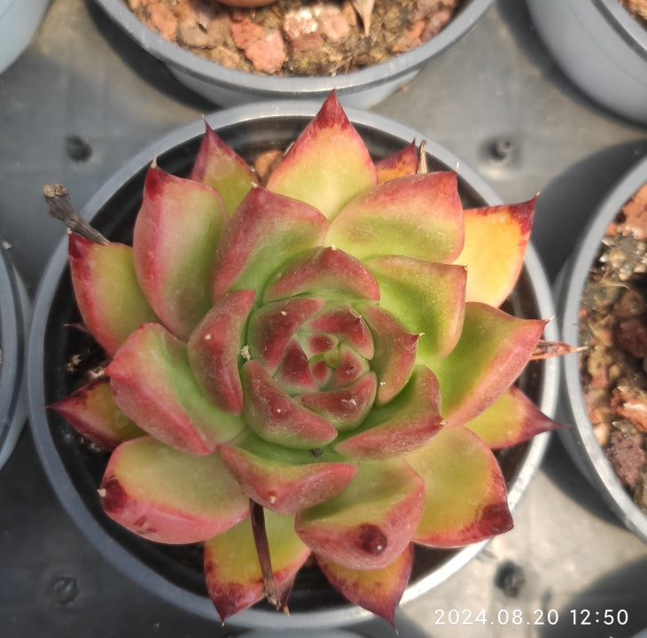 XQ320 Echeveria Frank