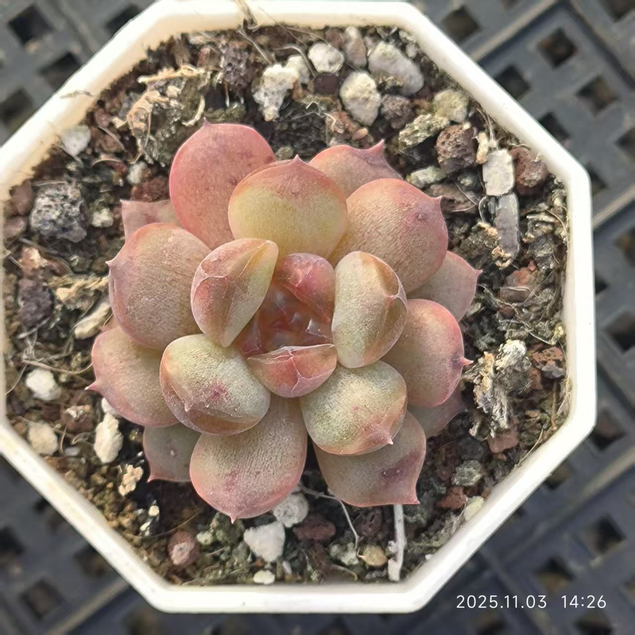 17904 Echeveria Red Lover (6.5cm pot size)