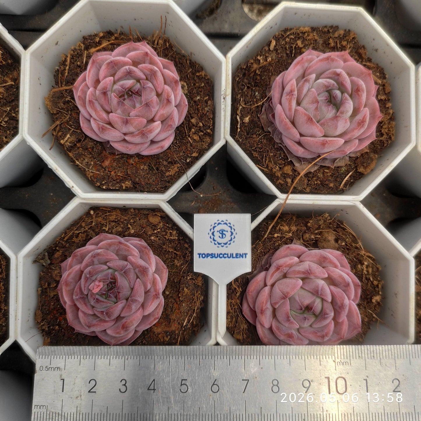 360128 Echeveria Rosy Mist (7cm pot size)