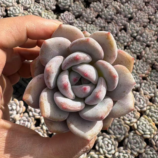 24149 Echeveria Monroe x Frevel (6cm pot size)