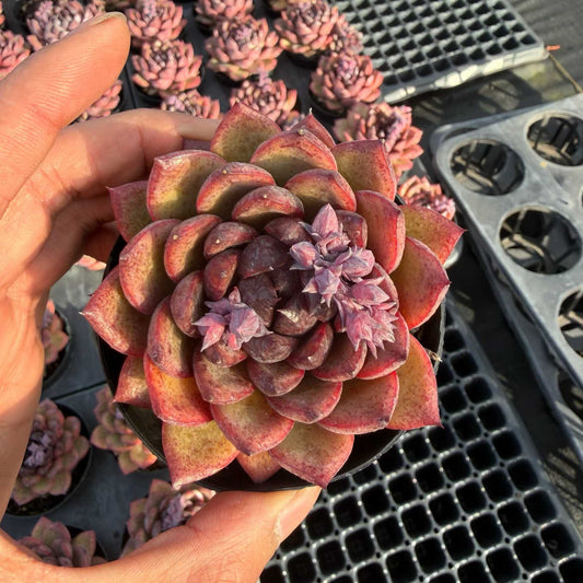 22486 Echeveria Black Rose (9cm pot size)