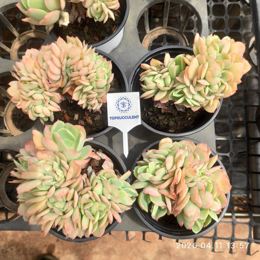 25640 Echeveria Peach Pride Cristata (9cm pot size)