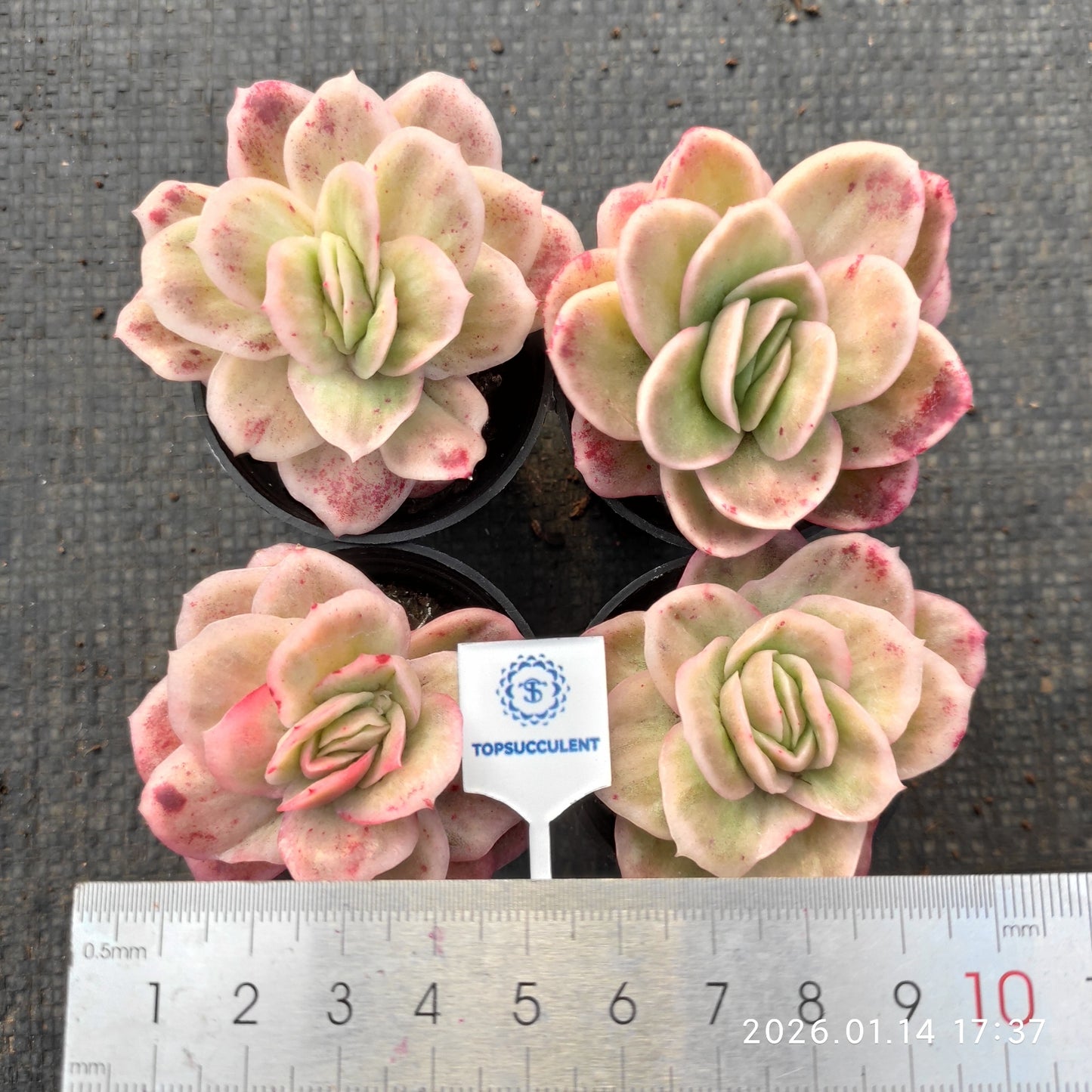 6855 Echeveria Ice Rose (5.5cm pot size)