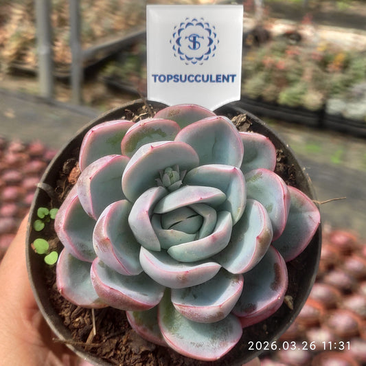 24528 Echeveria Ice Pure (10cm pot size)