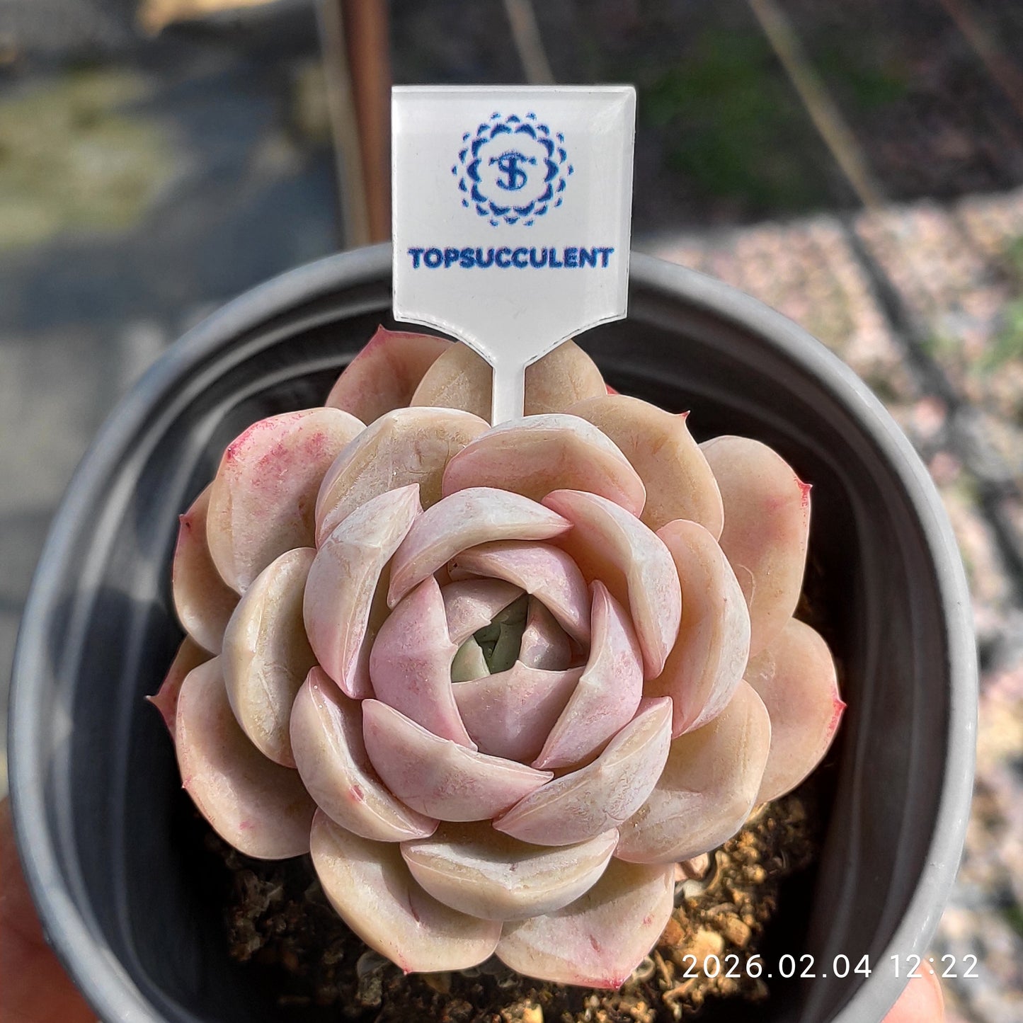 25930 Echeveria Blue Surprise (9cm pot size)