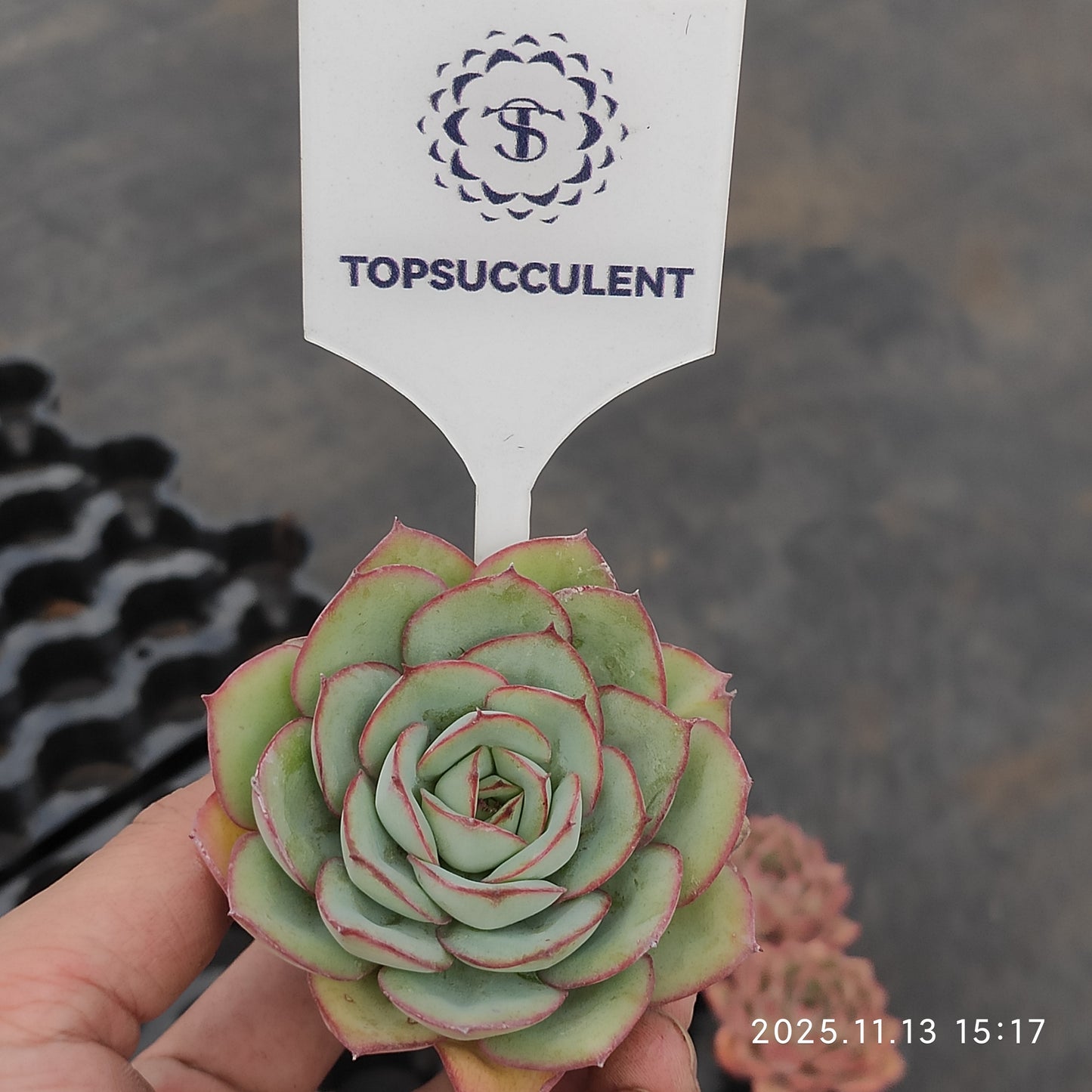 7084 Echeveria Modan Jeong (5.5cm pot size)
