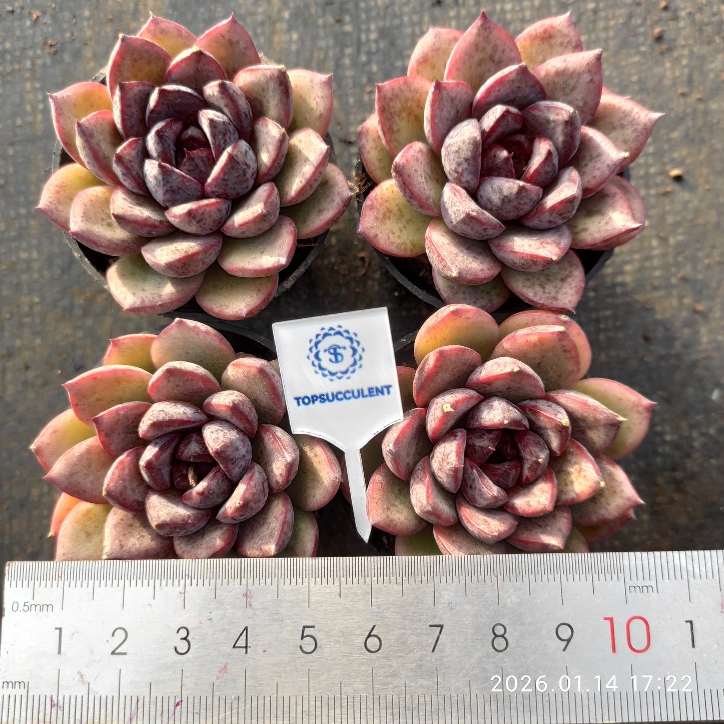24770 Echeveria Black Crystal (5.5cm pot size)