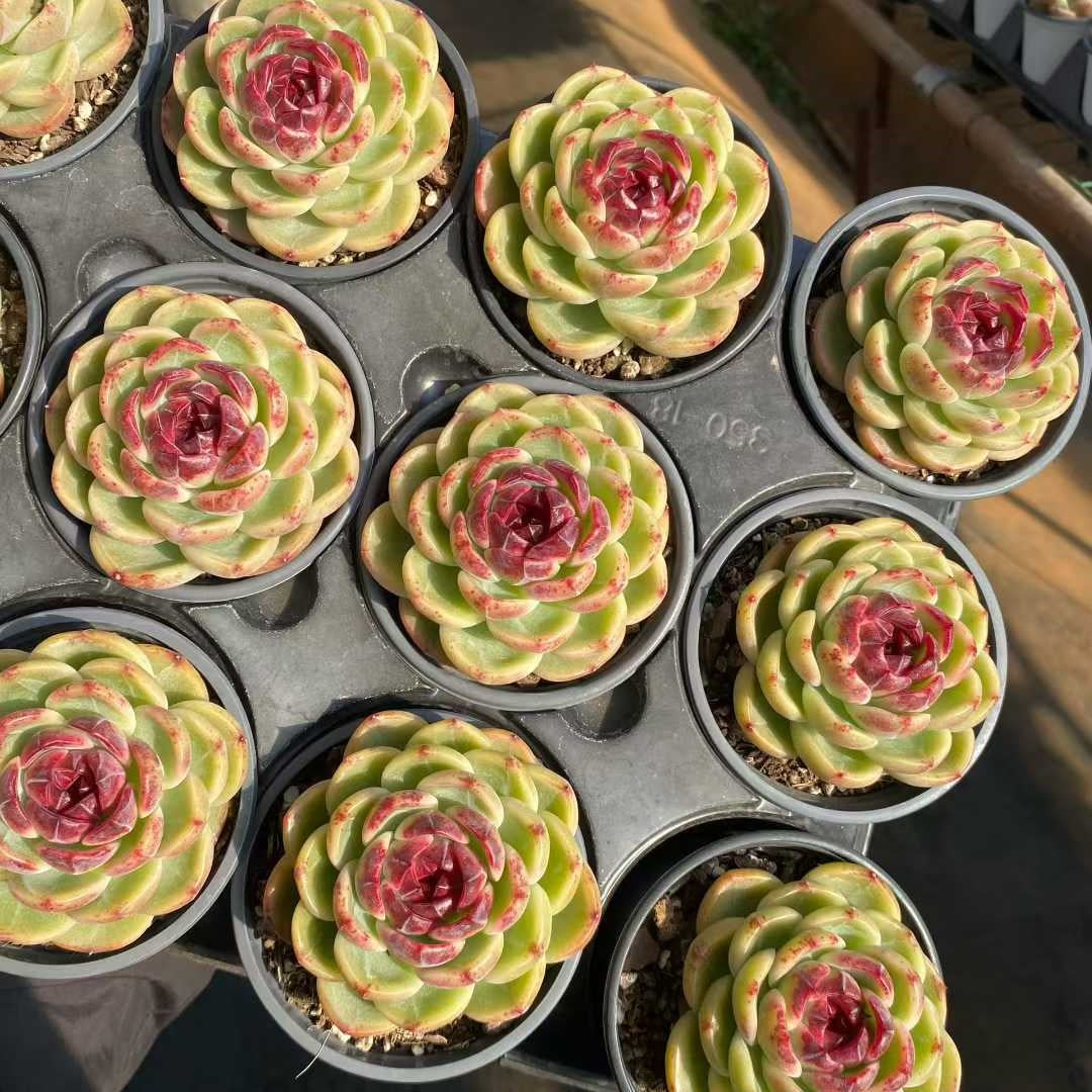 24843 Echeveria Verdantis (9cm pot size)