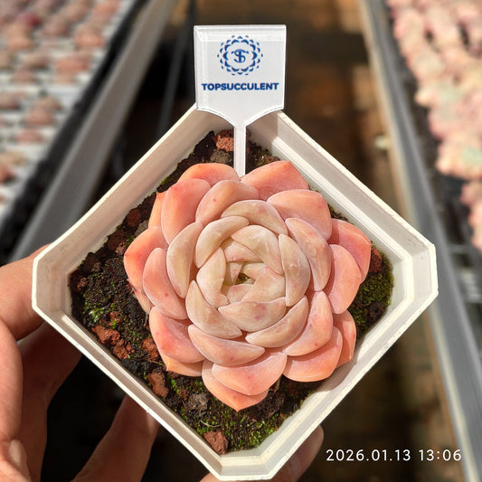 24655 Echeveria Orange Monroe Hyb (7cm pot size)