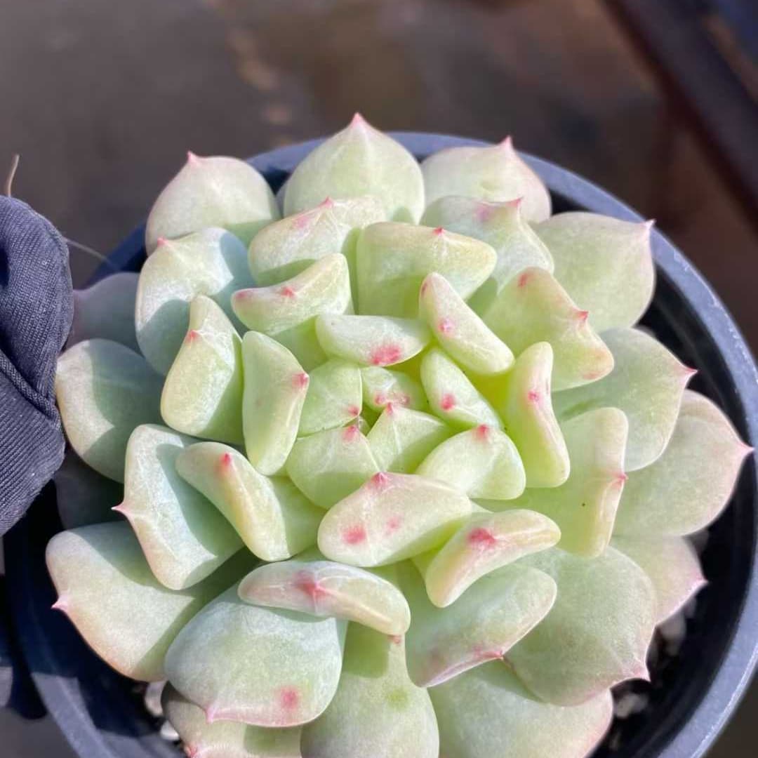 25057 Echeveria Rock Sugar Mint (9cm pot size)