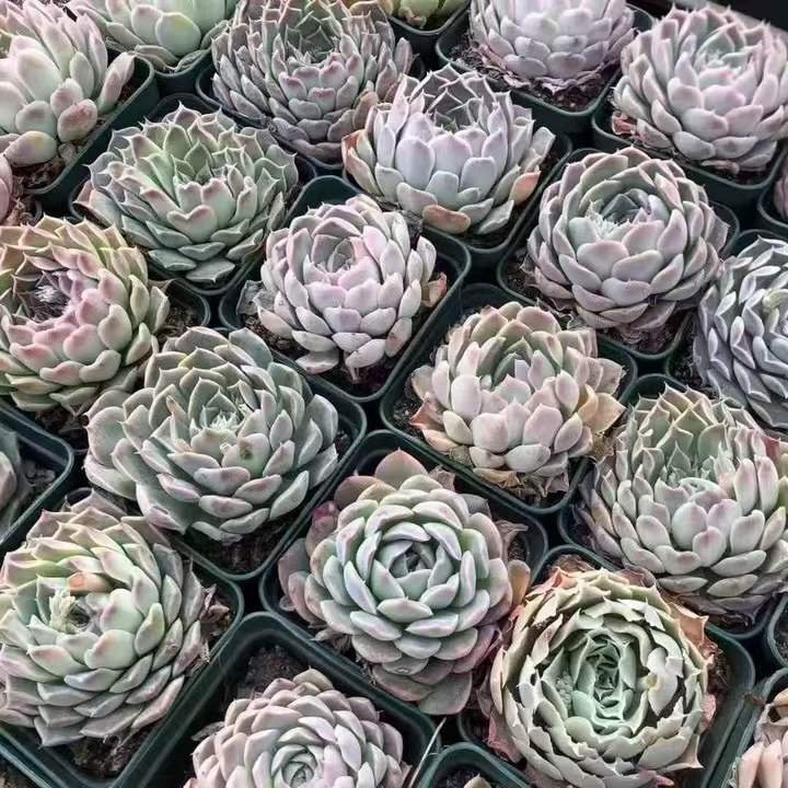 263491 Echeveria Gilo (7cm pot size)