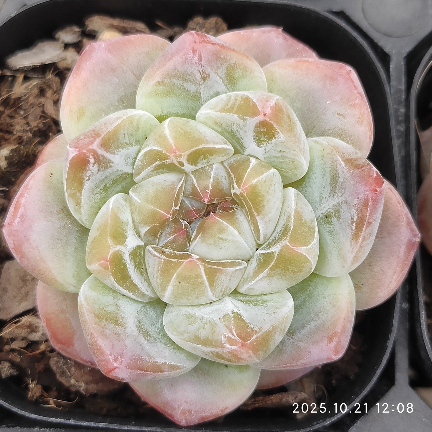 21872 Echeveria Thick Monroe Hyb (6.3cm pot size)