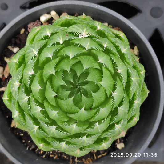 DQ173 Haworthia Cooperi var. Picturata(9cm pot size)