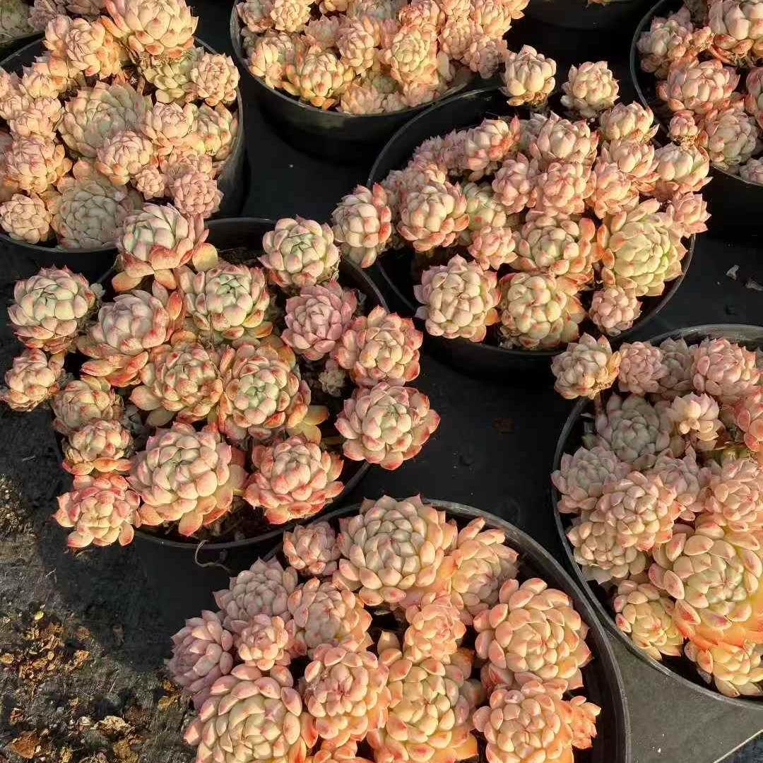 24475 Echeveria Pink Berry (11cm pot size)