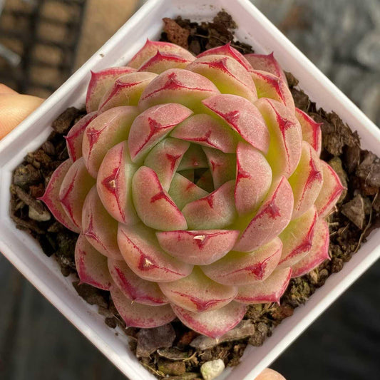 361105 Echeveria Red Maple (7cm pot size)