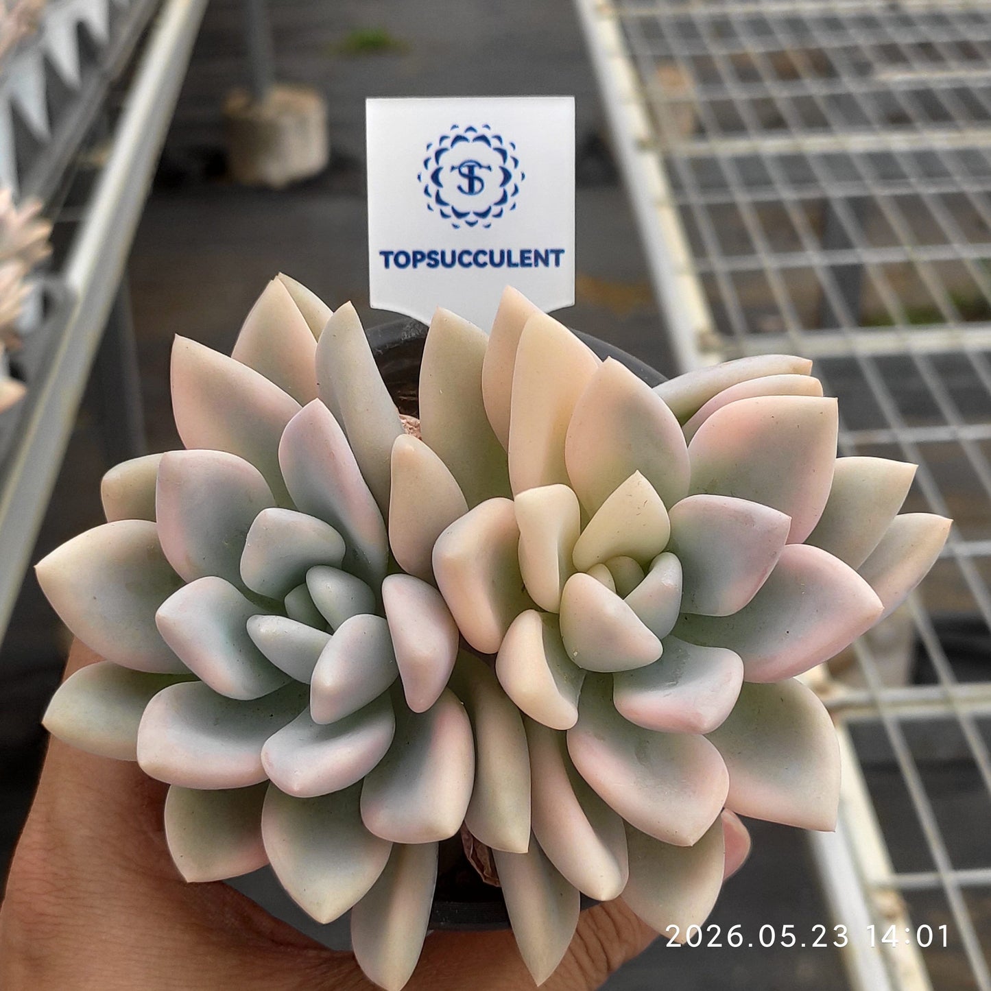 360926 Echeveria Opalina Variegated (9cm pot size)