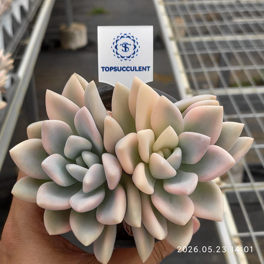 360926 Echeveria Opalina Variegated (9cm pot size)