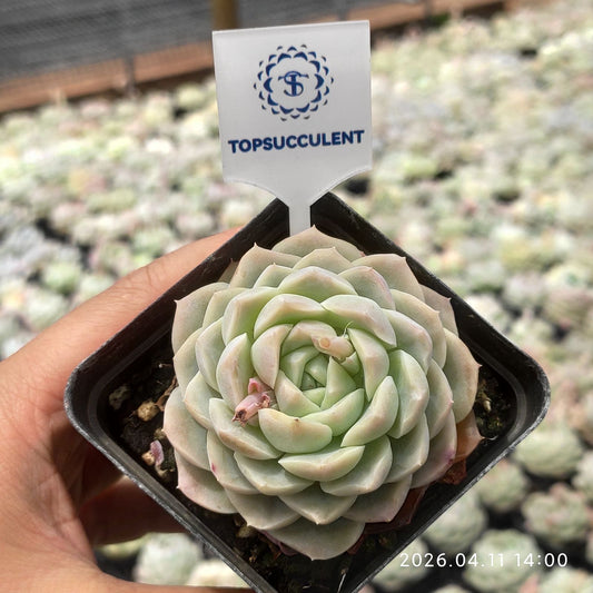361433 Echeveria Jade Blossom (7cm pot size)