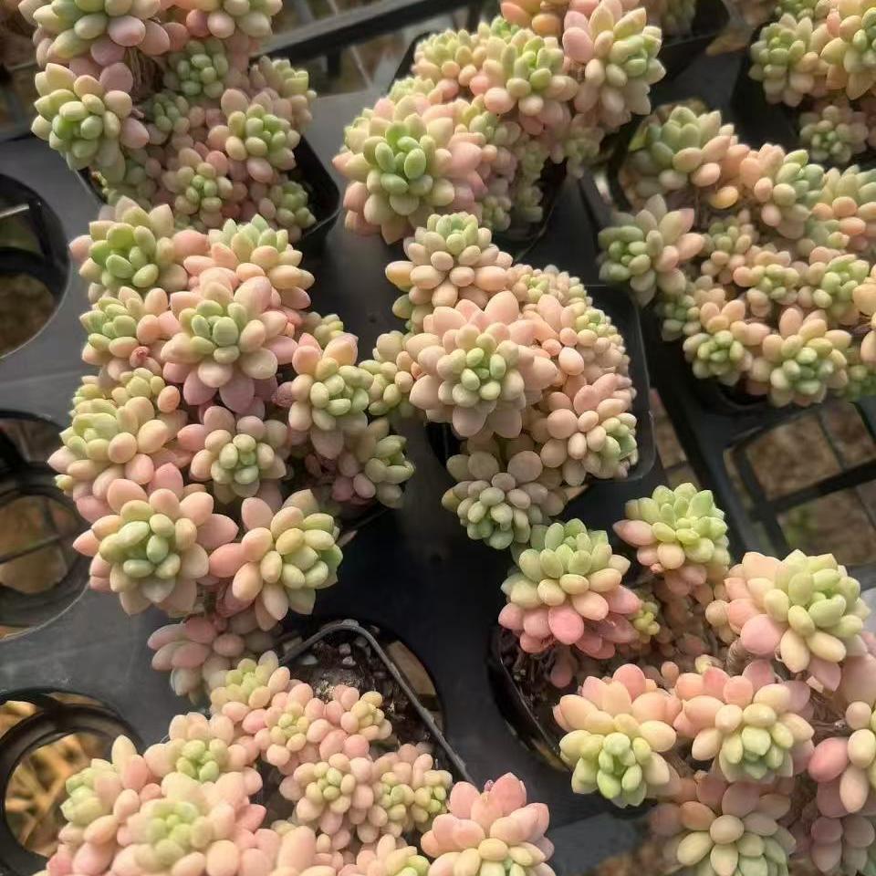 25759 Echeveria Rococo (7cm pot size)