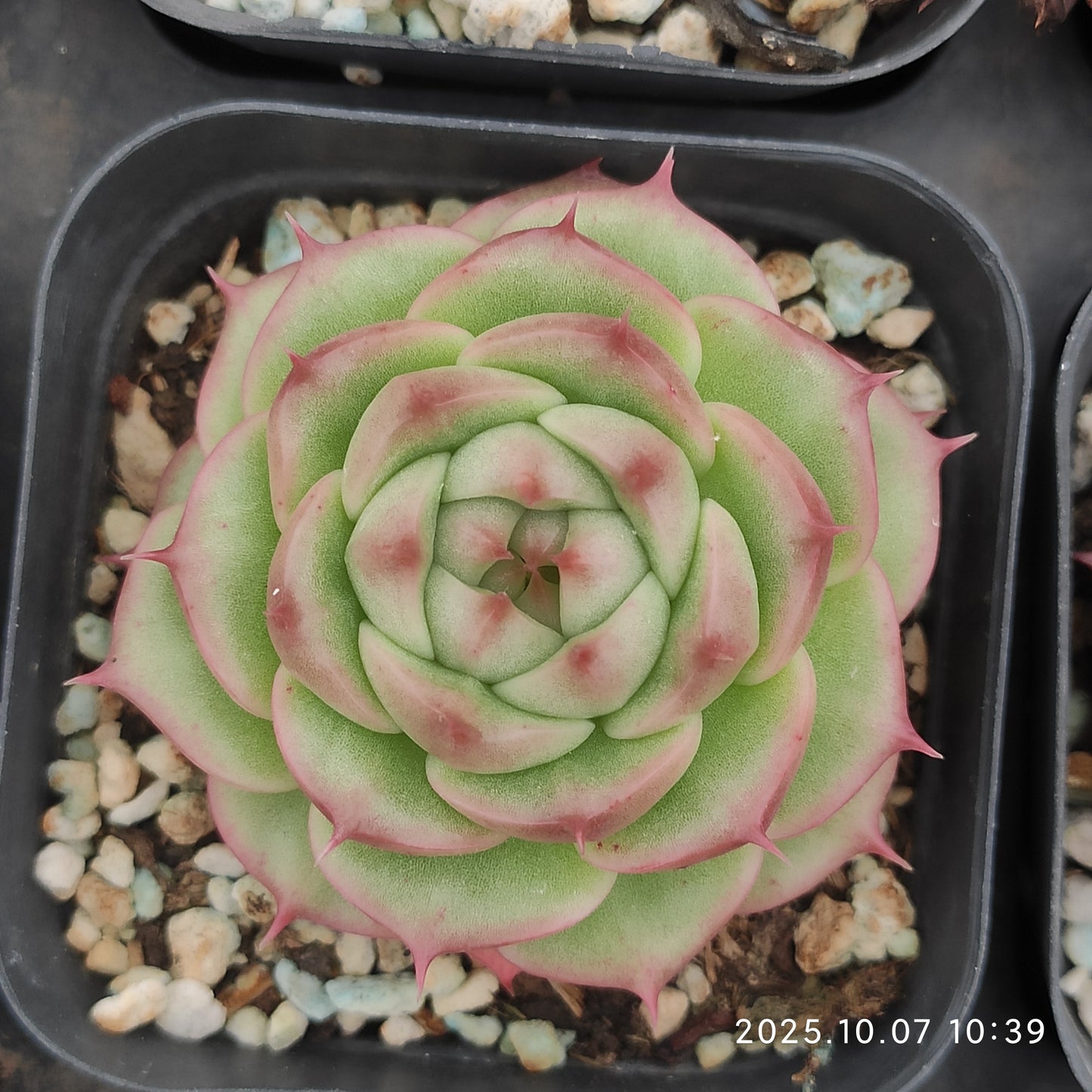 XQ1440 Echeveria Queen Rose Hyb(7cm pot size)