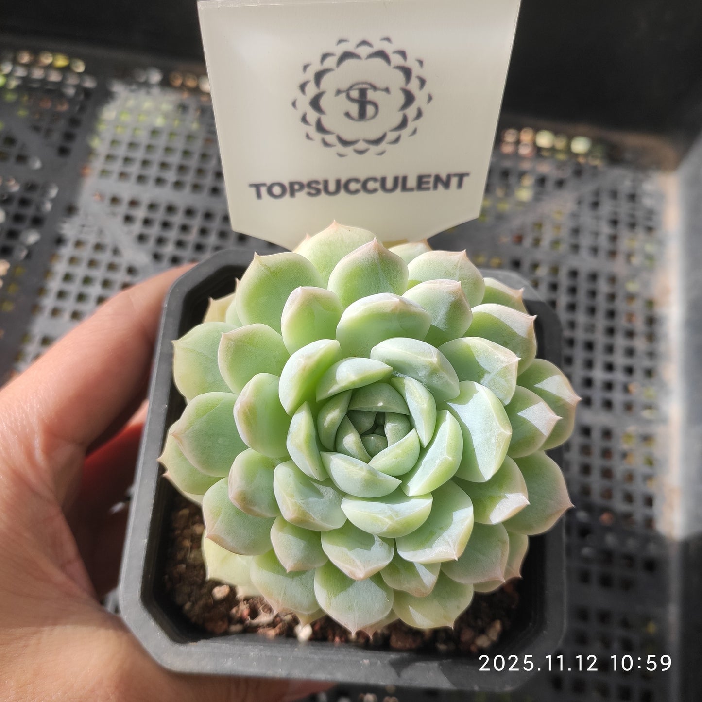 18585 Echeveria White Soda (9cm pot size)