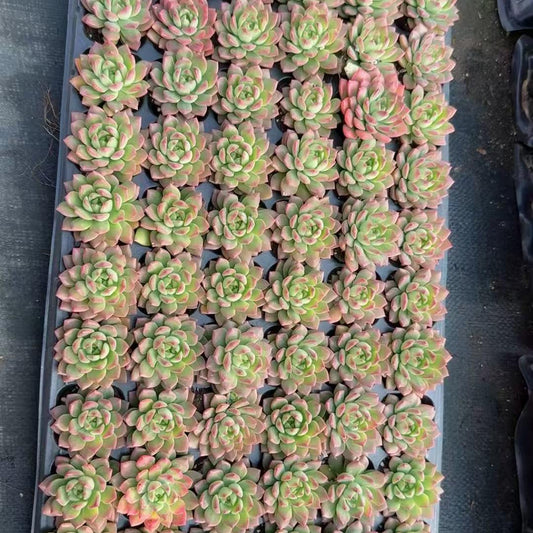 23066 Echeveria Makus (3cm pot size)