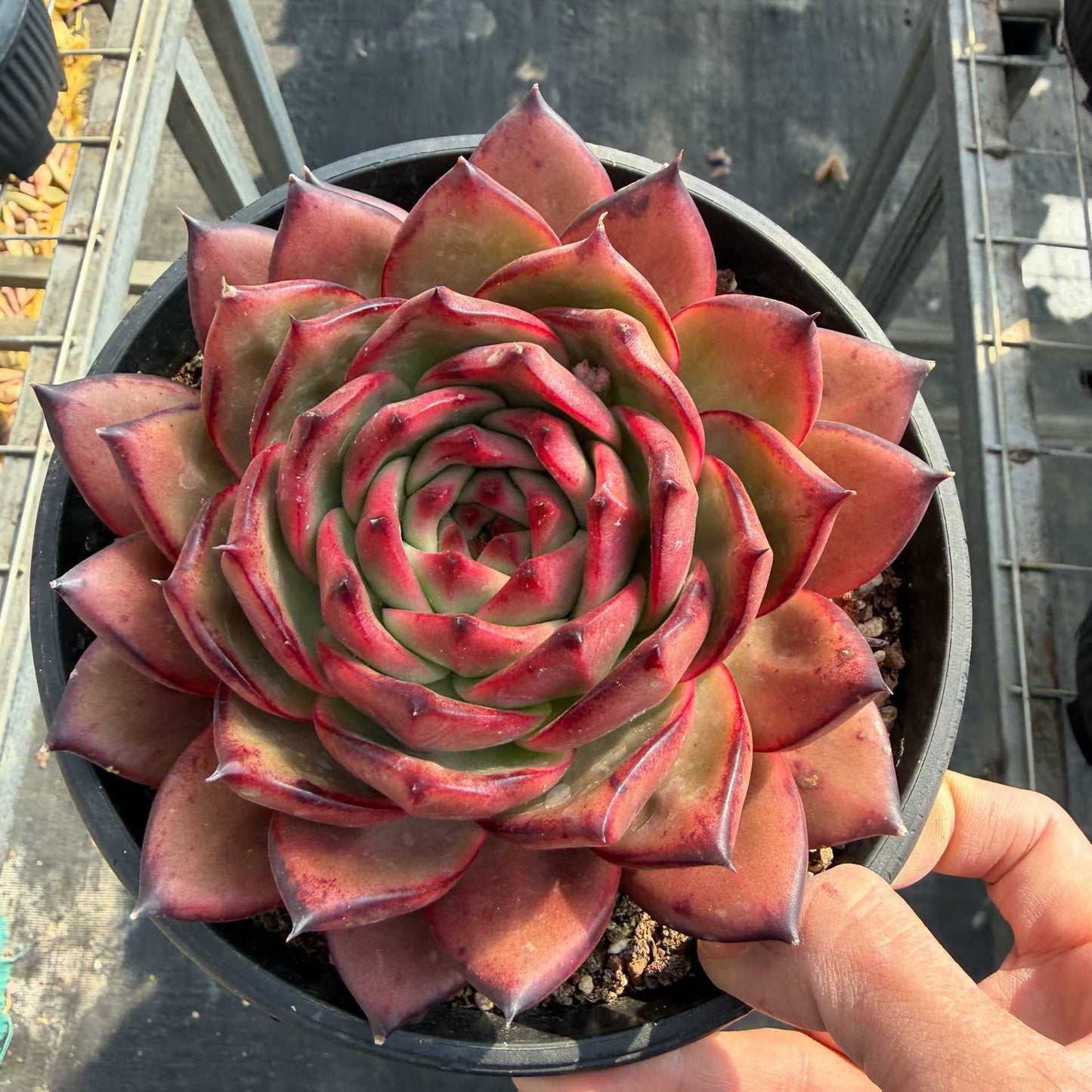 24942 Echeveria Strong (18cm pot size)