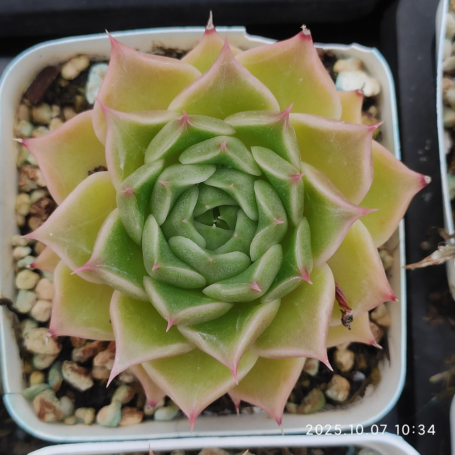 XQ1436 Echeveria Simulance Hyb(7cm pot size)